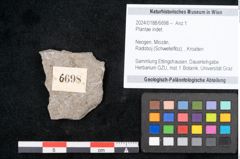 Foto (Objekt + Etikett) von Plantae indet.  (NHMW-GEO-2024-0188-6698)